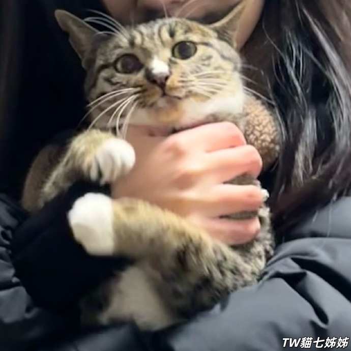 做貓七的貓 (1).jpg