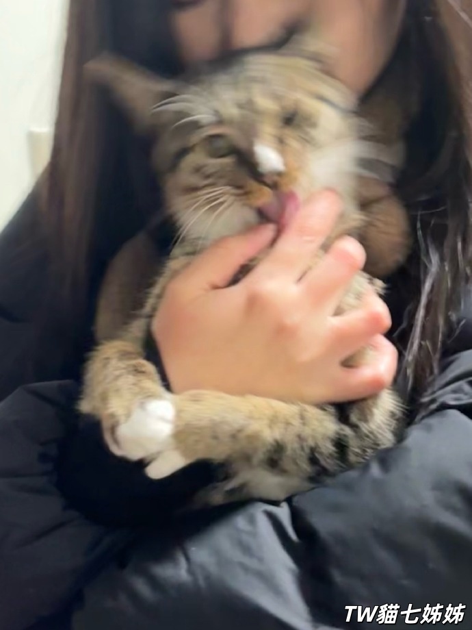 做貓七的貓 (2).jpg