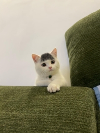 咪的髮型很曼妙