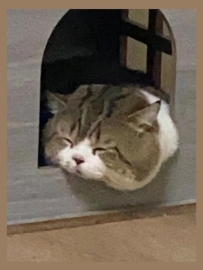 純困小貓