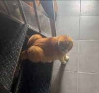 雞巴貓
