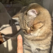 這個天氣  要跟貓貓貼貼