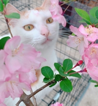 海棠花 貓貓 美圖啊