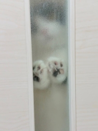 當你去洗澡的時候：你的貓😁😁