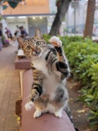 貓界 拳王